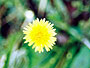 sampleimage
